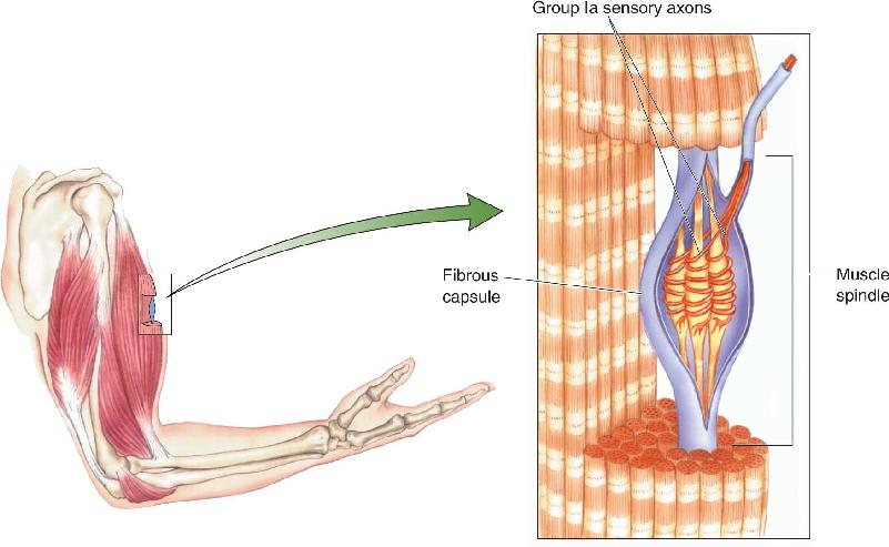 Ch 13 fig (p. 0)