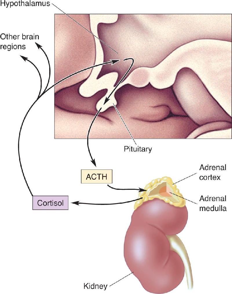 Ch 15 fig (p. 0)