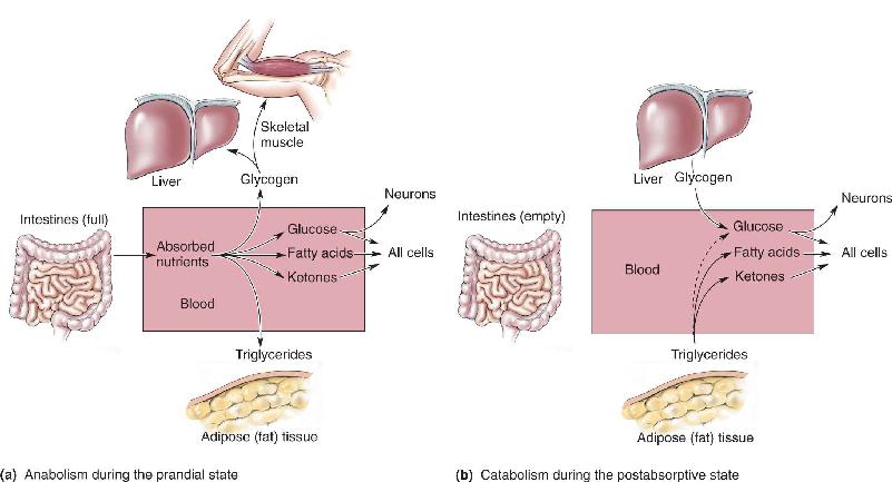 Ch 16 fig (p. 0)