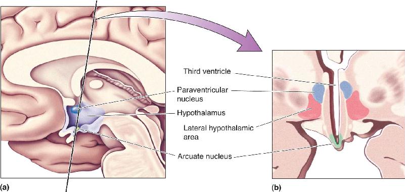 Ch 16 fig (p. 0)
