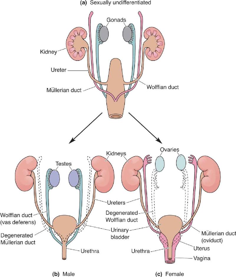 Ch 17 fig (p. 0)