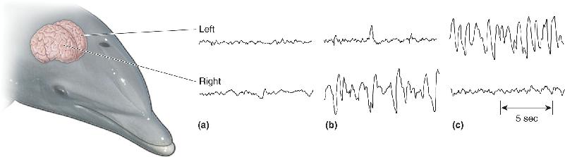 Ch 19 fig (p. 0)
