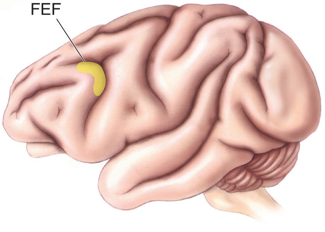 Ch 21 fig (p. 0)