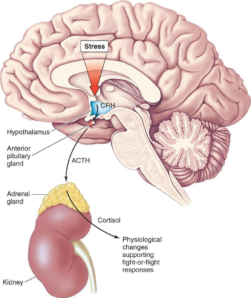 Ch 22 fig (p. 0)