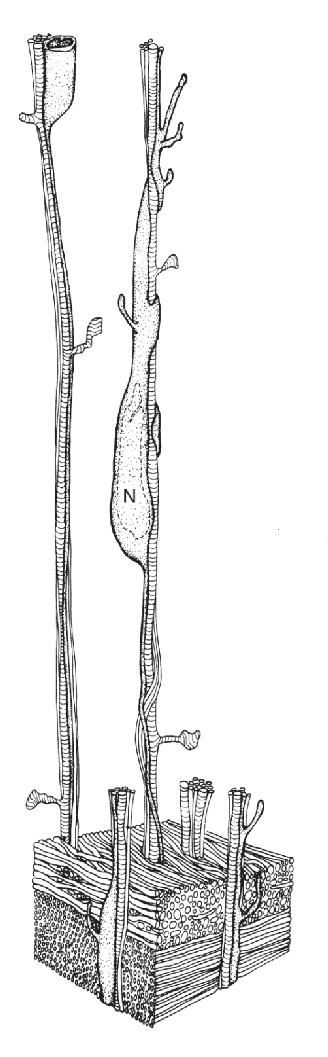 Ch 23 fig (p. 0)