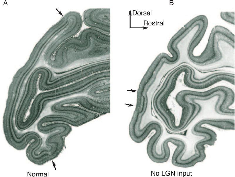 Ch 23 fig (p. 0)