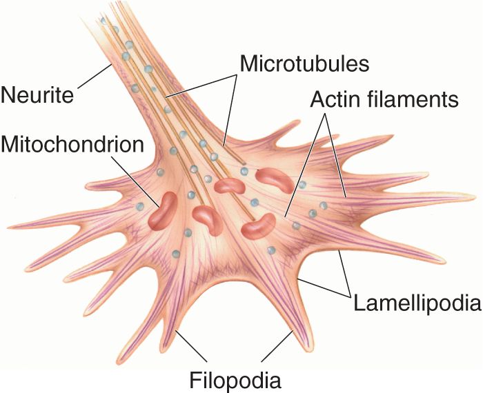Ch 23 fig (p. 0)