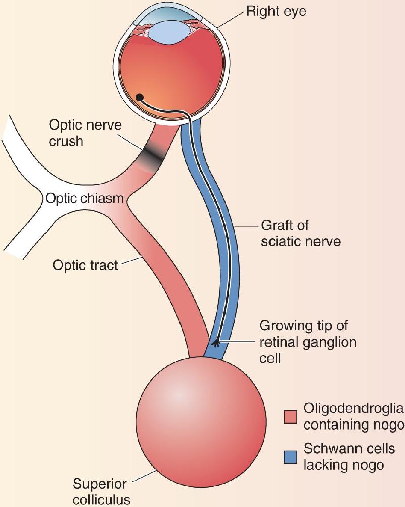 Ch 23 fig (p. 0)