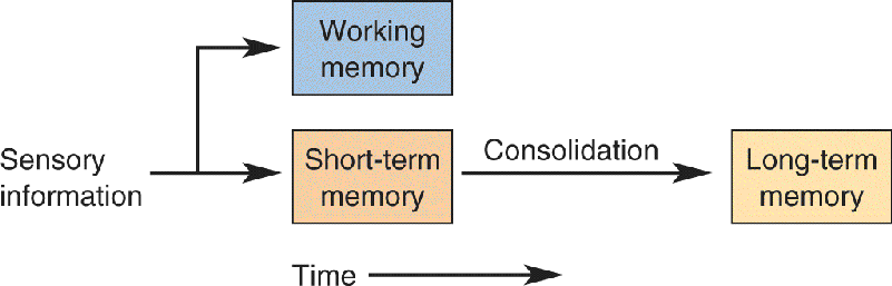 Ch 24 fig (p. 0)
