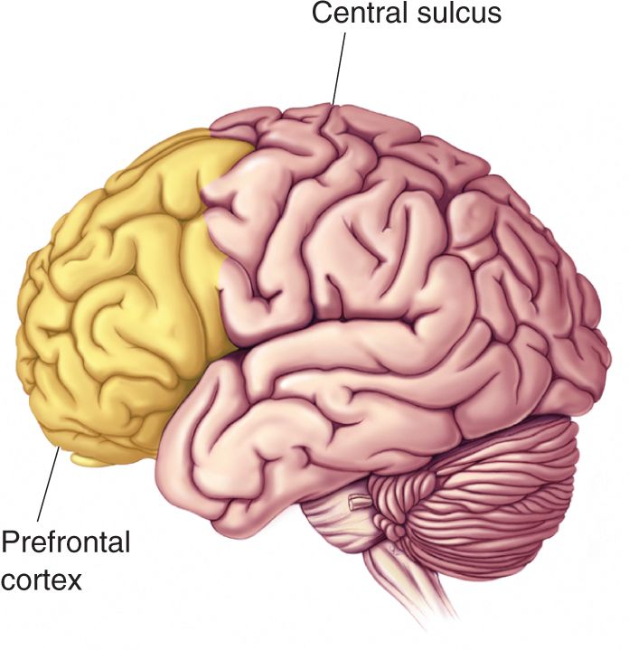 Ch 24 fig (p. 0)