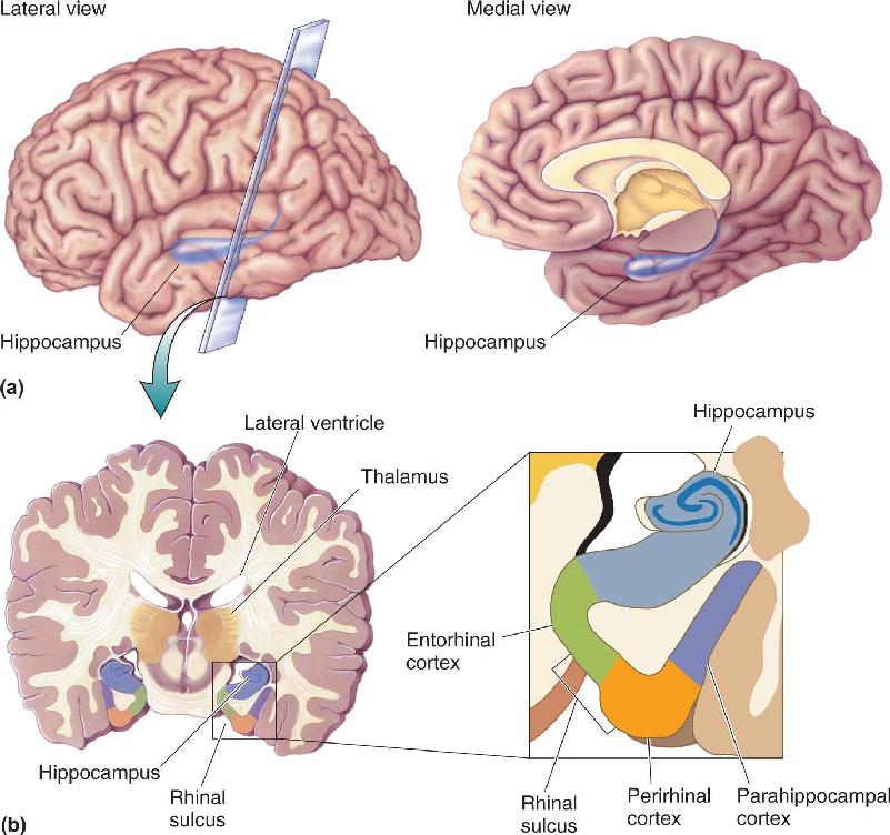 Ch 24 fig (p. 0)