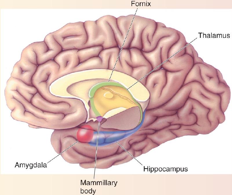 Ch 24 fig (p. 0)