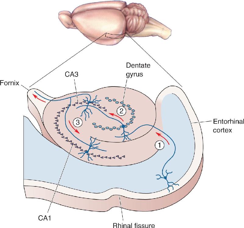 Ch 25 fig (p. 0)