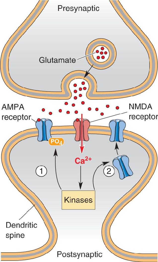 Ch 25 fig (p. 0)