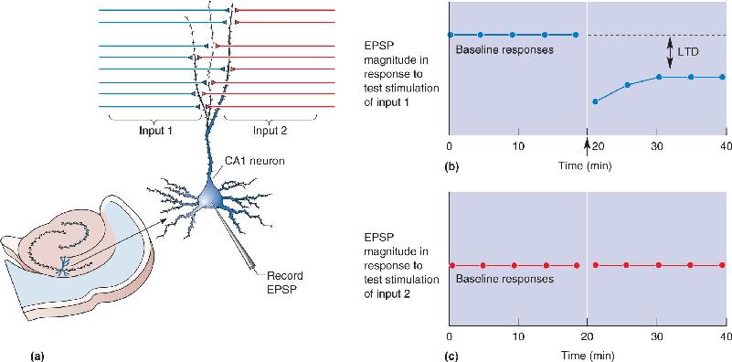 Ch 25 fig (p. 0)