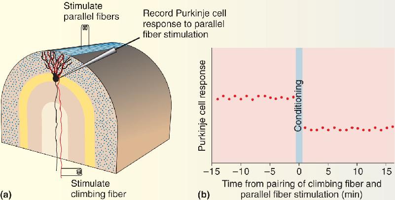 Ch 25 fig (p. 0)